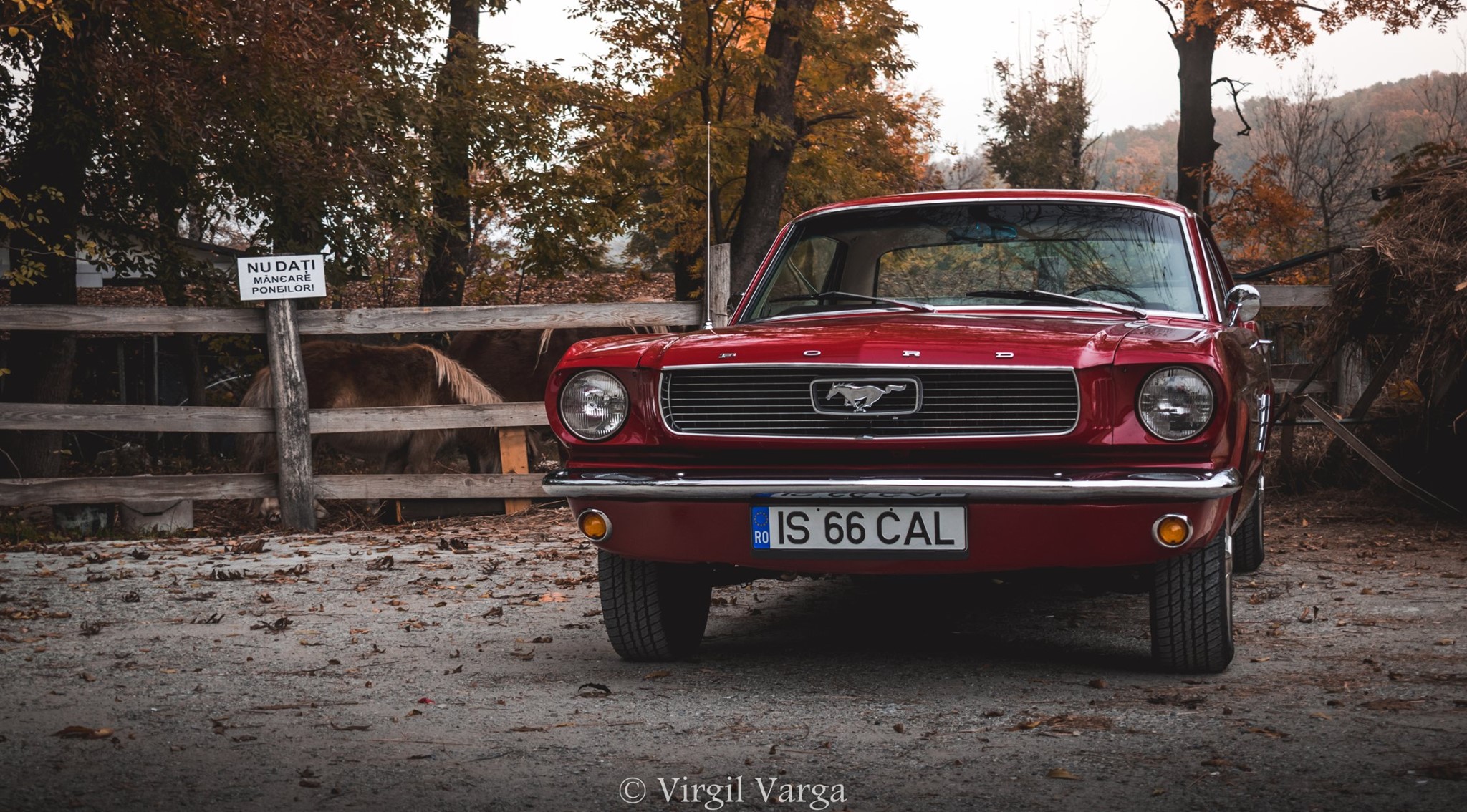 Ford  Mustang